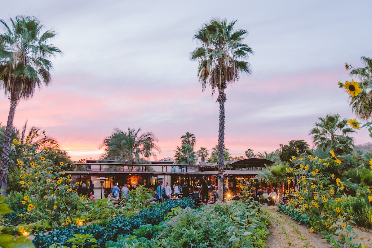 Farm-to-table magic at sunset. Set on a 10-acre organic farm, Flora’s Field Kitchen invites guests to dine amid sunflowers, fresh harvests, and the warm glow of Baja evenings; Image Credit: Los Cabos Tourism Board