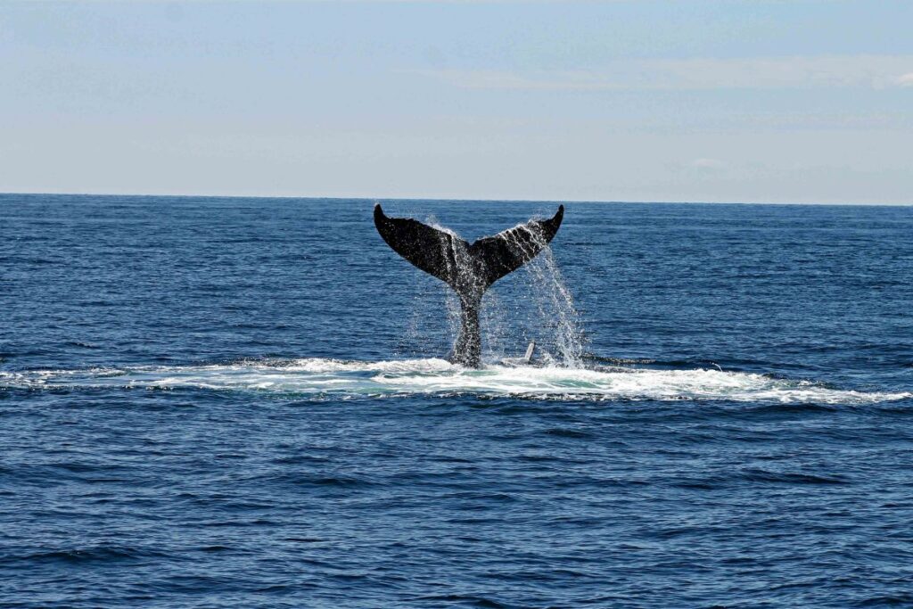 A majestic whale tail sighting in the warm winter waters of Los Cabos, where nature’s most extraordinary migrations unfold. Image Credit: Pexels/Andrea Holien